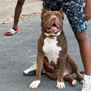 Meet your Posher, Beegy